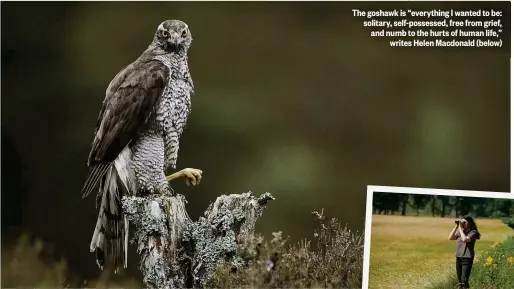  ??  ?? The goshawk is “everything I wanted to be: solitary, self-possessed, free from grief, and numb to the hurts of human life,” writes Helen Macdonald (below)