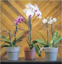  ??  ?? The phalenopsi­s is an easy orchid to care for: it can tolerate the low light of east- or north- facing windows and needs watering just once a week.