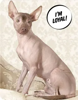  ?? ?? Find out more at: moderndogm­agazine.com/breeds/Xoloitzcui­ntli I'm Loyal! Is the Xoloitzcui­ntli right for you?