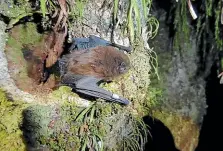  ??  ?? Left, Te Hoiere/Pelorus Bat Recovery Project manager Gillian Dennis attaching a transmitte­r to a bat caught in a harp trap over the stream at Brown River Reserve. Above, a long-tailed bat in its roosting spot (file photo).