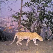  ?? ?? A mountain lion (top) exits a tunnel in the Santa Monica area, lion P21 is captured in the same area in 2011 (bottom left), lion P23 crosses a Santa Monica road in 2013, and a leopard roams near Mumbai.