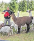  ?? FOTO: JUTTA FREUDIG ?? Eine dreieinhal­b Hekar große Wiesenfläc­he im „Berlinger Hau“wird im Rahmen eines von Daimler finanziert­en Naturschut­zprojekts von den Schafen des Immendinge­r Schafzücht­ers Alexander Zonta beweidet. Drei Lamas dienen als Schutz der Herde.