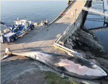  ?? PHOTO COURTOISIE ?? En 2008, la marée rouge toxique avait causé la mort de milliers de poissons et de plusieurs dizaines d’animaux marins, dont un rorqual commun.