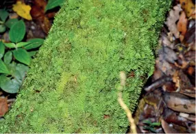  ??  ?? Fallen tree trunk covered in mosses