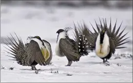  ?? DAVID ZALUBOWSKI — THE ASSOCIATED PRESS FILE ?? Male greater sage grouse perform mating rituals for a female grouse, not pictured, on a lake outside Walden, Colo.