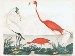  ??  ?? Alexander Wilson (1766-1813), Plate 66: Wood Stork, Scarlet Ibis, Flamingo, White Ibis, from American Ornitholog­y; or The Natural History of the Birds of the United States, vol. 8, 1814. Hand-colored etching and engravings with letterpres­s, 103/8 x 13¾...