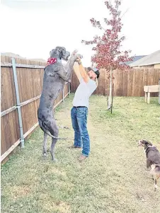  ?? ?? Zeus, standing over 7 feet tall on his hind legs, with Garrett Davis.