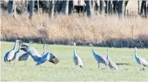  ?? MICHAEL HARRISON PHOTO ?? With winter conditions gripping the region, the Sandhill Cranes are heading south for the winter. These ones were seen in Carlsbad Springs just days before the snow landed.