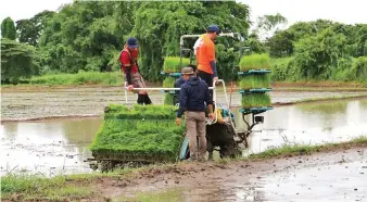  ??  ?? With the Kubota NSPU-68CMD rice transplant­er’s seedling carrying capacity, hill spacing, and planting depth control mechanisms – which are all adjustable, the spaces between hills can become more uniform.