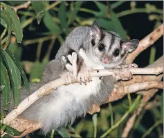  ?? Photo: Chris Pocknee. ?? Furry friend: The endangered squirrel glider.