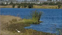  ?? CHRIS O’MEARA — THE ASSOCIATED PRESS FILE ?? An egret looks for food along Valhalla Pond in Riverview, Fla.