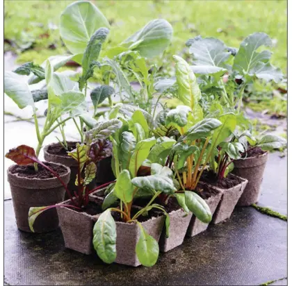  ??  ?? Transplant­s of cool-weather vegetables can go in the ground in mid-August for a fall garden, but wait until mid-September for spinach, lettuce and radishes.