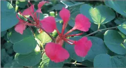  ??  ?? IN FULL BLOOM: The Pride of de Kaap, Bauhinia galpinii, is in flower this month.