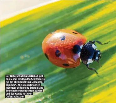  ??  ?? Der Naturschut­zbund (Nabu) gibt an diesem Freitag den Startschus­s für die Mitmachakt­ion „Insektenso­mmer“. Alle, die mitmachen möchten, sollen eine Stunde lang Sechsbeine­r beobachten, zählen und das Ganze notieren (Infos: nabu.de).