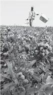  ??  ?? A worker arrives to pick wild blueberrie­s. Oversupply, weather and disease have contribute­d to industry woes.