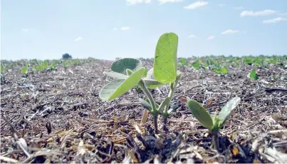  ??  ?? Sojita. En la Argentina se inocula entre el 75% y 90% del total de la superficie sembrada, según distintos cálculos privados.