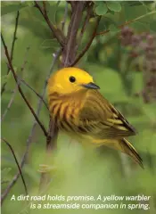  ??  ?? A dirt road holds promise. A yellow warbler is a streamside companion in spring.