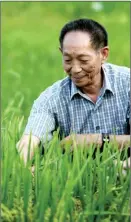  ?? HUANG YIMING / CHINA DAILY ?? Yuan checks rice at a base in South China’s Hainan province, on April 2, 2004.