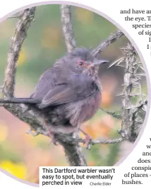  ?? Charlie Elder ?? This Dartford warbler wasn’t easy to spot, but eventually perched in view