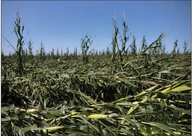  ??  ?? A rare windstorm, known as a derecho, flattened this cornfield in Polk City, Iowa, this week. Farmers in the state had been expecting a record crop this year. More photos at arkansason­line.com/814iowa/. (The Des Moines Register/Olivia Sun)