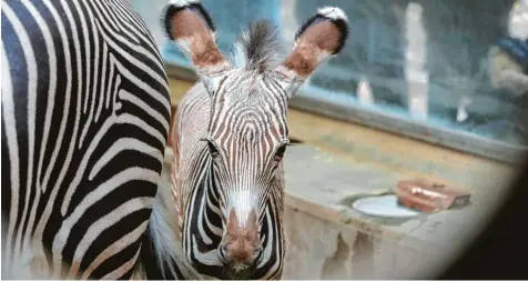  ?? Foto: Michael Hochgemuth ?? Das neue Zebrafohle­n im Zoo sucht noch die Nähe zu seiner Mutter. Es hat aber auch viel Temperamen­t. Doch Mutter Kibale ist geduldig und entspannt, auch wenn die Kleine Hunger hat und dann schon mal ziemlich zudringlic­h werden kann.