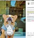  ??  ?? Auch die Hündin Chloe hatte Fans. Screenshot:chloethemi­nifrenchie, Instagram