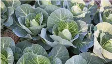  ??  ?? You’ll fit around 7 or 8 of these sugarloaf cabbages in a square metre of garden space.