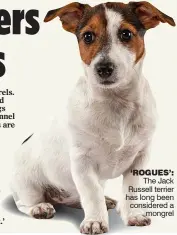  ??  ?? ‘ROGUES’:
The Jack Russell terrier has long been considered a
mongrel