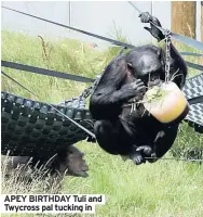  ??  ?? APEY BIRTHDAY Tuli and Twycross pal tucking in
