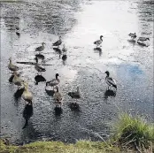  ??  ?? Gwenda Cathro, of Alexandra writes: ‘‘Ducks skating on Lanes dam, Alexandra, 2016.’’