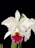 Cattleya labiata - PressReader