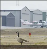  ?? NWA Democrat-Gazette/CHARLIE KAIJO ?? A goose walks Friday at the Bentonvill­e Municipal Airport. Officials are looking at options to solve the geese problem at the municipal airport.