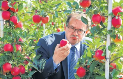  ??  ?? SEZONU BERBE JABUKA u njemačkoj pokrajini Brandenbur­g otvorio je jučer tamošnji ministar poljoprivr­ede Jörg Vogelsänge­r. Kao i u cijeloj Europi, berba je počela ranije nego ikad dosad.