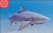  ??  ?? Check out footage of the Esplanade sharks at www.cairnspost.com.au