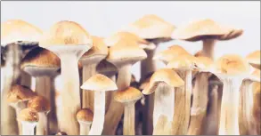  ?? Yarygin / Getty Images ?? So-called “magic” mushrooms could be used to treat mental health issues in Connecticu­t under a proposed bill.