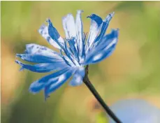  ?? FOTO: ROBERT GÜNTHER/DPA ?? Die Wegwarte trägt strahlend blaue Blüten.