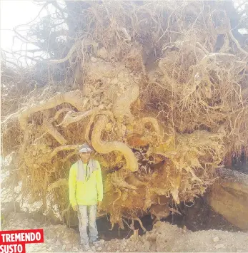  ??  ?? TREMENDO
S U ST O
El gigantesco árbol quedó con sus raíces expuestas y sus ramas partidas.