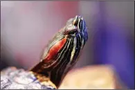  ?? Photo courtesy Arkansas Game and Fish Commission ?? A spiny softshell turtle (top photo) swims in an aquarium at the Little Rock Zoo. Its cousins in the Mississipp­i River Delta are part of a three-year Arkansas Game and Fish Commission study to determine whether the state should restrict commercial turtle harvesting. A red-eared slider (lower photo) plies the waters of a Game and Fish aquarium.