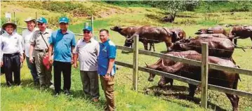  ??  ?? DR Abdul Rahman (tiga dari kanan) melawat ladang kerbau di Lawas.