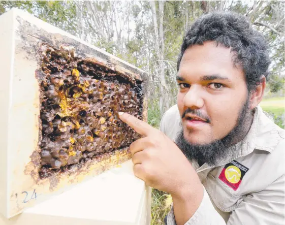  ?? Picture: MIKE BATTERHAM ?? Ranger Lordie Walker with some native bees on North Stradbroke Island. The honey could be a delicious offering on the Gold Coast soon.