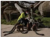  ?? (AP/Bernat Armangue) ?? Veterinari­an Eva Martinez feeds lemurs during a daily check Thursday at the zoo in Madrid, Spain, where feeding time was business as usual. Zoo workers are social distancing among themselves and, when possible, with the animals.