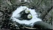  ?? COURTESY OF DAN RAUCH ?? A snapshot shows two bald eagles protecting their eggs at the National Arboretum in Washington in a spring snowstorm.