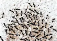  ?? THINKSTOCK ?? There are several DIY alternativ­es to get rid of ants. If you can’t eliminate them on your own, a pro can finish the job.