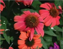  ??  ?? Coneflower­s add a blast of colour to the gardens James Honey has planted on Wellington Street North.