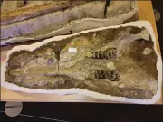  ?? CONTRIBUTE­D BY SEAN NIES — CHICO STATE ?? A mandible belonging to a gomphother­e, an extinct elephant species from the Miocene epoch, discovered at a fossil-rich site in the Mokelumne River watershed on Feb. 10.