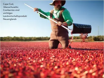  ??  ?? Cape Cod, Massachuse­tts: Cranberrie­s sind wichtiges Landwirtsc­haftsprodu­kt Neuengland­s