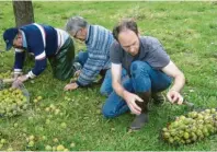  ?? Foto: Thierry Olivier ?? Thierry Olivier (r.) und sein Team bei der Ernte der hochwertig­en Früchte auf dem eigenen Familiengu­t in der Normandie.