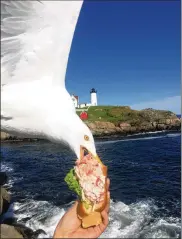  ?? ALICIA JESSOP / @RULINGSPOR­TS VIA AP ?? A seagull takes a bite of Alicia Jessop’s lobster roll in York, Maine, on June 7. “It’s a really smart bird and it all happened so fast,” she said.