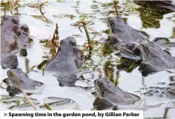  ??  ?? Spawning time in the garden pond, by Gillian Parker