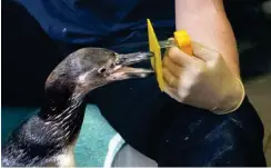  ??  ?? Für etwa vier Sekunden berührt der Pinguin mit seinem Schnabel ein farbiges Brettchen und erhält zur Belohnung ein Klickgeräu­sch und einen Fisch.